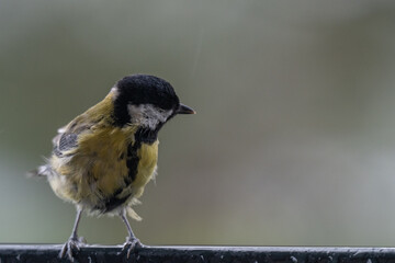 Fototapeta premium Wind-Swept Charm: A Scruffy Great Tit in the Autumn Rain