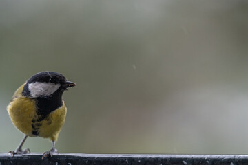 Wind-Swept Charm: A Scruffy Great Tit in the Autumn Rain