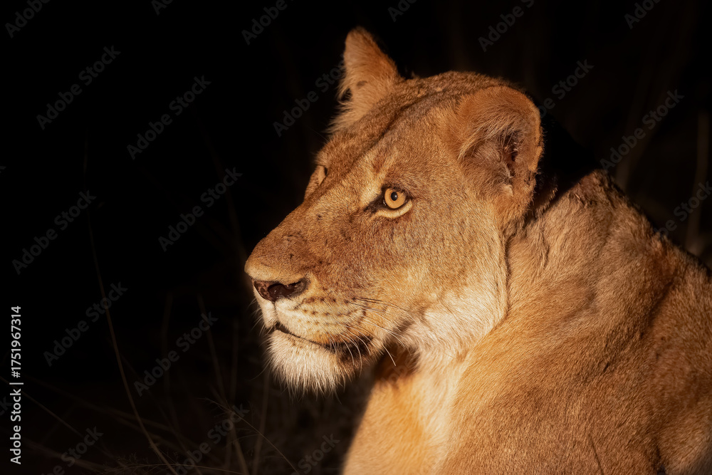 Canvas Prints lioness resting in sabi sands game reserve in the greater kruger region in south africa