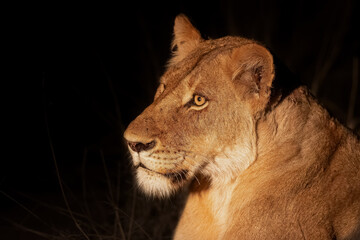 Lioness resting in Sabi Sands Game Reserve in the Greater Kruger Region in South Africa