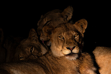 Lioness resting in Sabi Sands Game Reserve in the Greater Kruger Region in South Africa