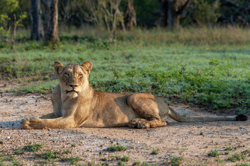 Lioness resting in Sabi Sands Game Reserve in the Greater Kruger Region in South Africa