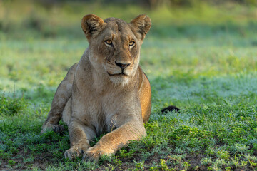 Lioness resting in Sabi Sands Game Reserve in the Greater Kruger Region in South Africa