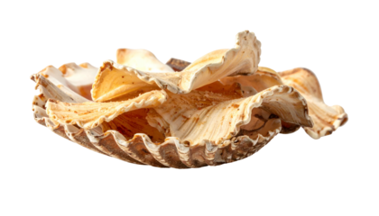 Seashell bowl, textured, wavy edges, light color, detailed macro shot