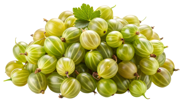 A bountiful pile of fresh green gooseberries isolated for food and culinary use