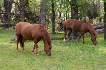 Horses roaming free in thier natural environment