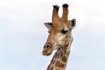South African Giraffe (Giraffa giraffa giraffa) or Cape giraffe searching for water and food in Madikwe Game Reserve in South Africa