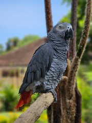 A calm african grey parrot is sitting on the branch