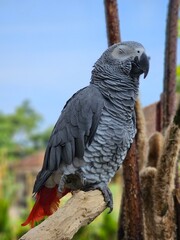 sleeepy african grey parrot catched sitting on a branch in bird park