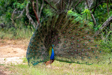 Obraz premium A vibrant peacock fans its magnificent tail feathers, displaying a stunning array of iridescent colors and eye-spot patterns in a lush, grassy environment.
