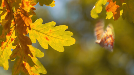 Autumn Oak Leaves and a Flying Butterfly in Sunlight
