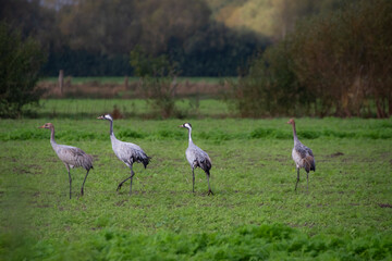 Vier Kraniche spazieren über eine grüne Wiese im sanften Licht – friedvolle Momentaufnahme aus dem Dümmer-Weserland.