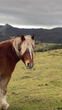 Brown horse with blonde mane standing in a green meadow