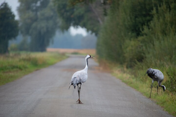 Zwei Kraniche bewegen sich auf einer ruhigen Landstraße, einer davon bei der Gefiederpflege – seltene Tierbeobachtung im Dümmer-Weserland.