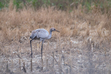 Ein junges Kranichküken steht auf einem herbstlichen Stoppelfeld – seltene Tieraufnahme aus dem Dümmer-Weserland.