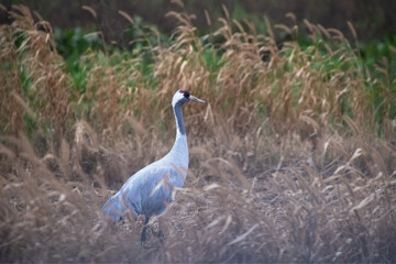 Ein Kranich steht aufmerksam im hohen, trockenen Gras – ruhige Tieraufnahme aus dem Dümmer-Weserland.

