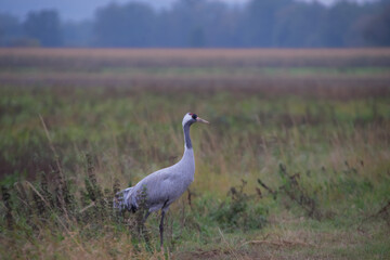 Ein Kranich steht auf einer herbstlichen Wiese im weichen Morgenlicht – stille Naturaufnahme aus dem Dümmer-Weserland.