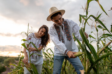 Romanian farmers harvesting corn in traditional clothing