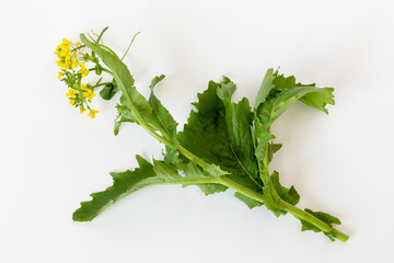 A flowering sprig of broccoli rabe on a white background. 