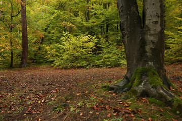 dense forest in rainy weather mushrooms

