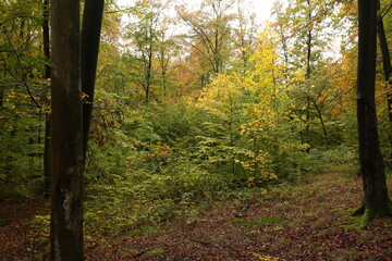 Obraz premium dense forest in rainy weather mushrooms 