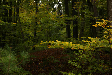 dense forest in rainy weather mushrooms
