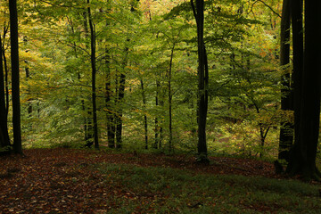 dense forest in rainy weather mushrooms
