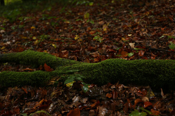 dense forest in rainy weather mushrooms
