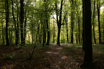 dense forest in rainy weather mushrooms
