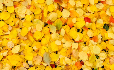 Colorful autumn leaves scattered on the ground in a natural setting