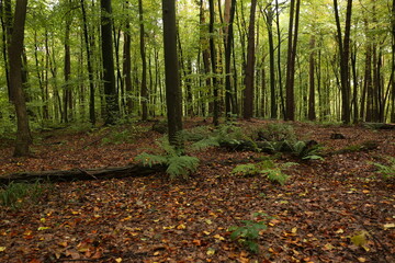 Fern in the aspen forest
