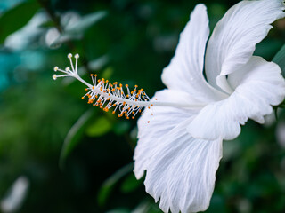 Beautiful white hibiscus flower with yellow stamen and pistil blooming in tropical garden with green leaves background