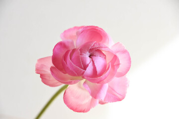 ピンクのラナンキュラス