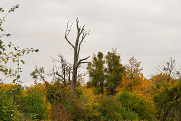 A tree with no leaves is standing in a forest