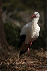片脚を上げて立つシュバシコウ