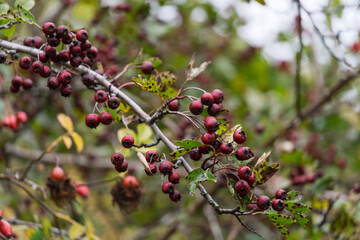 A tree with many red berries on it