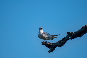 A small, gray-and-white bird perches on a gnarled, dark branch against a bright, cloudless blue sky, looking to its left.
