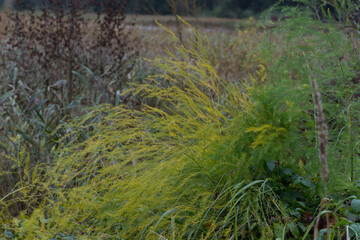 A field of tall grass with a few plants in the foreground