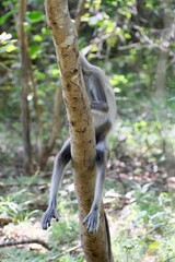 Funny grey langur showing its feet in Yala National Park, Sri Lanka