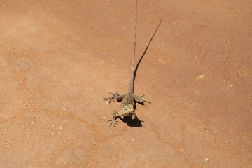 Clark’s Spiny Lizard (Sceloporus clarkii) in natural habitat
