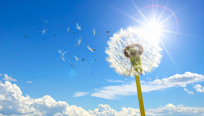 Fototapeta premium Dandelion Seeds in Blue Sky