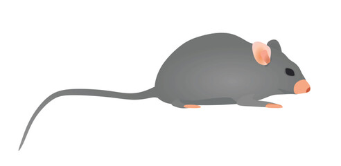 Grey mouse isolated. vector illustration	