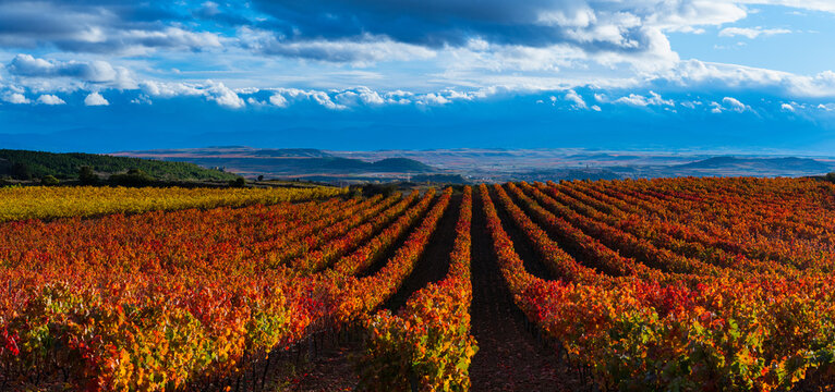 Autumn landscape of vineyards in La Rioja, near the Sierra de Cantabria. Alava and La Rioja, Spain. Europe