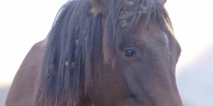 Head of brown horse close up, equine horse