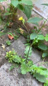 Yellow ramban flowers with green leaves grow wild in the yard