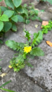 Yellow ramban flowers with green leaves grow wild in the yard