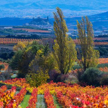 Autumn landscape of vineyards in La Rioja, near the Sierra de Cantabria. Alava and La Rioja, Spain. Europe