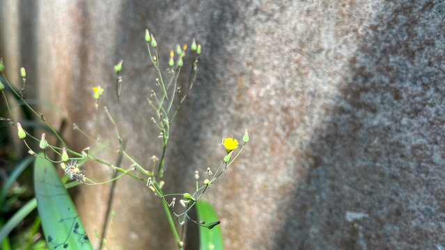 Yellow ramban flowers with green leaves grow wild in the yard