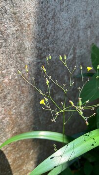 Yellow ramban flowers with green leaves grow wild in the yard