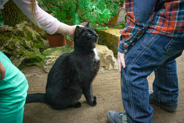 Children touching a cat. A calm and relaxed black cat gently petted by a person’s hand. This image could be used for themes related to pets, nature, or human-animal interaction